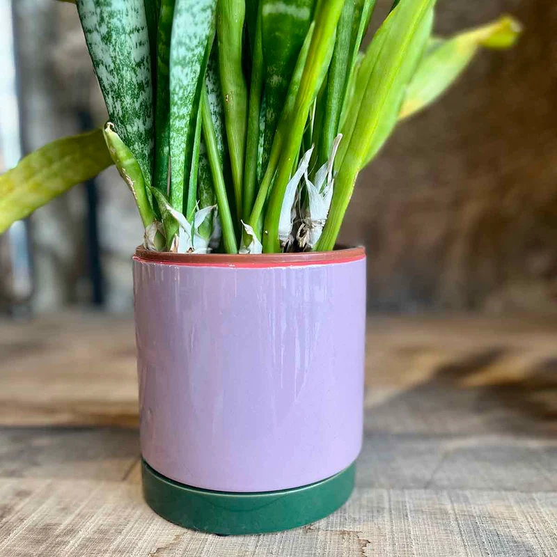 CACHE POT POP - VIOLET