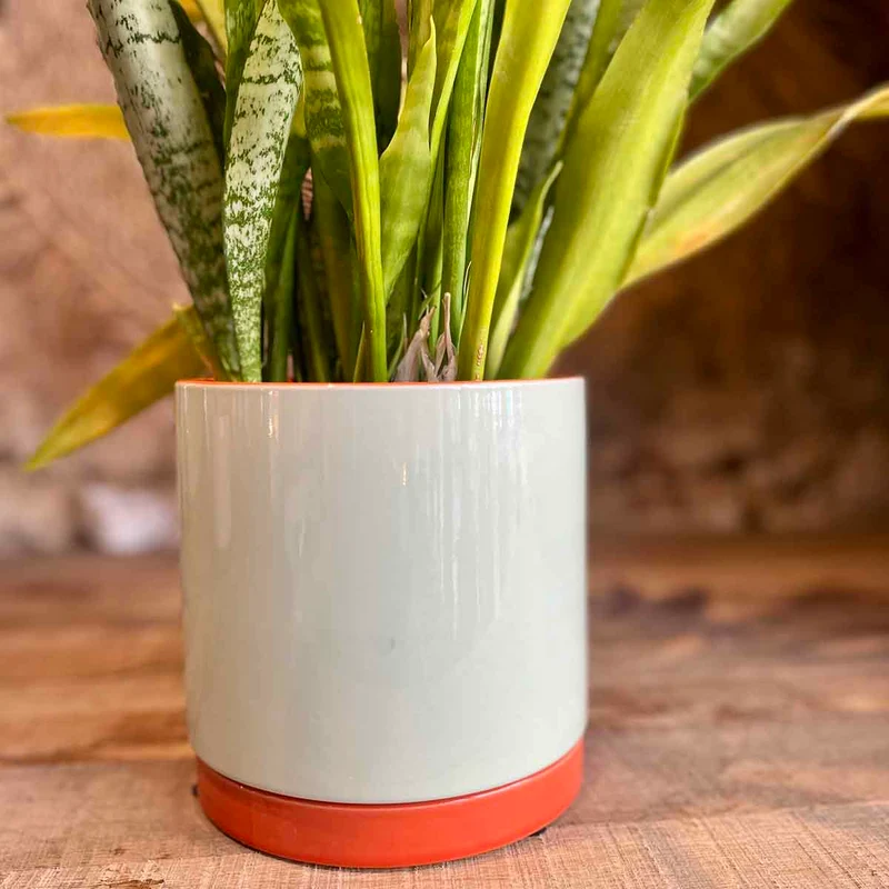 CACHE POT POP - MENTHE
